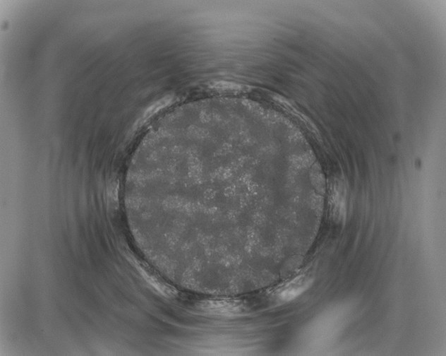 X0000085040668200703191234