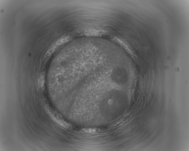 X0000085040687200703191233