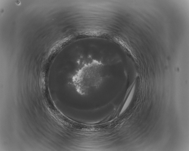 X0000085040688200703191233