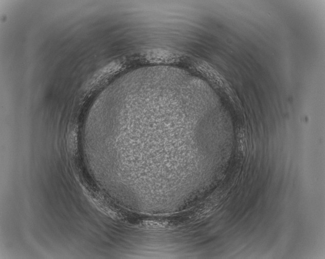 X0000085040690200703191233