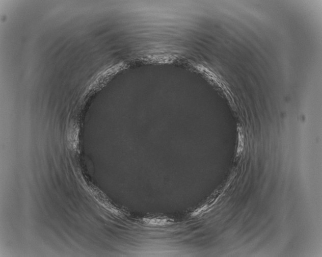 X0000085040693200703191233