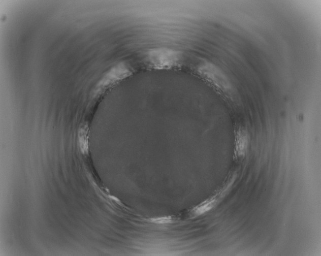 X0000085040719200703191233