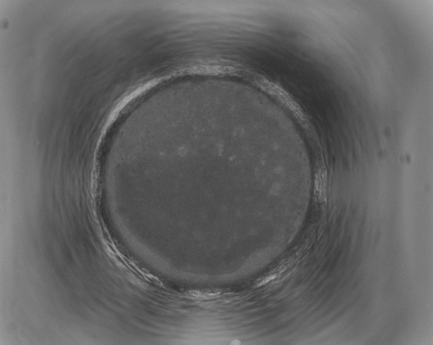 X0000085040724200703191232