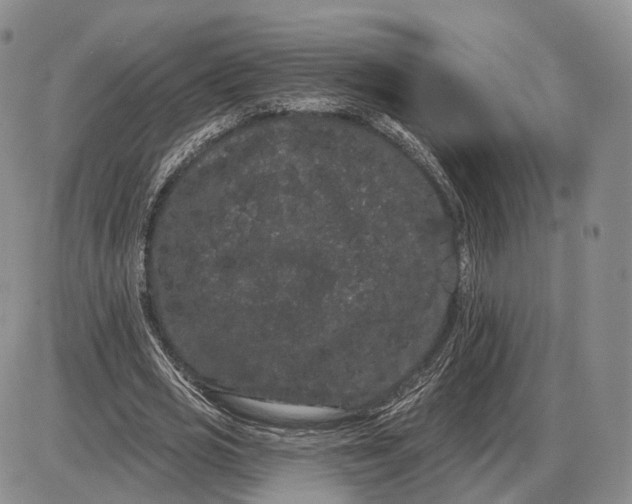 X0000085040725200703191232