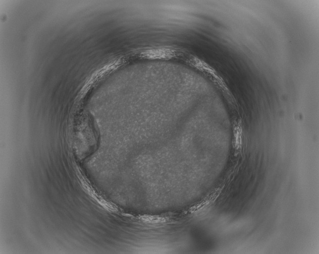 X0000085040733200703191232