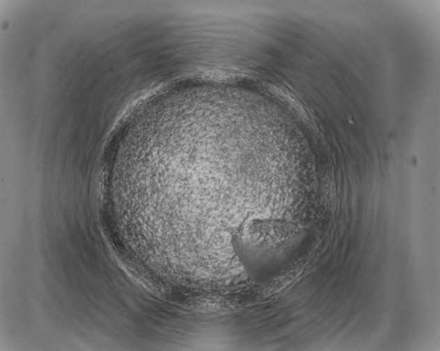 X0000085040736200703191232