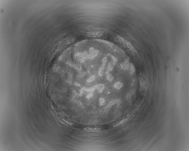 X0000085040745200703191232