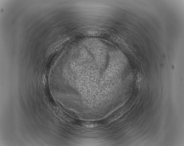 X0000085040746200703191232