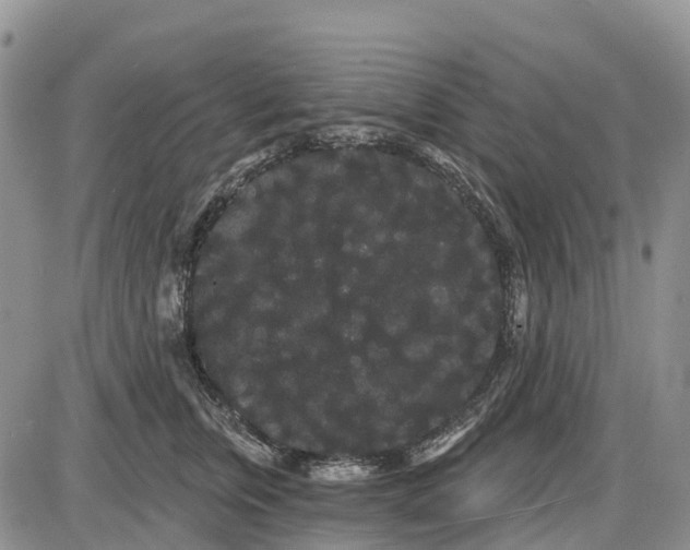 X0000085040759200703191233