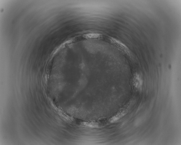 X0000085040763200703191233