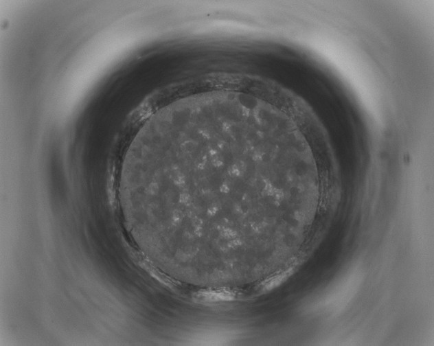 X0000085040765200703191233