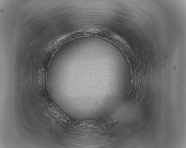 X0000085040773200703191232