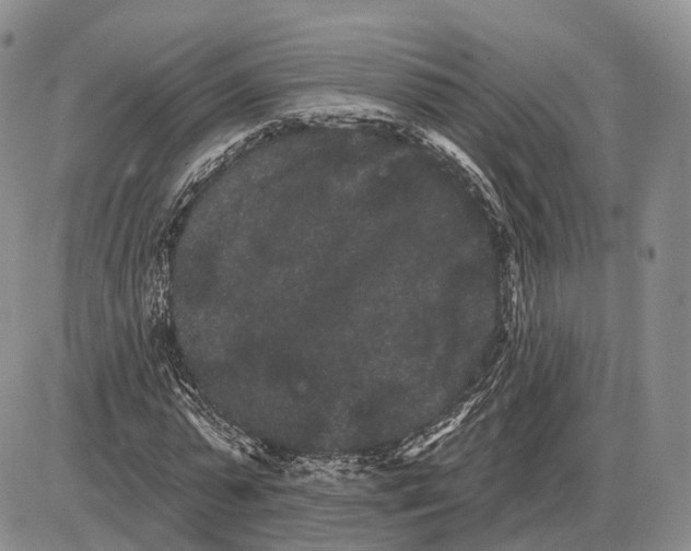 X0000085040775200703191232