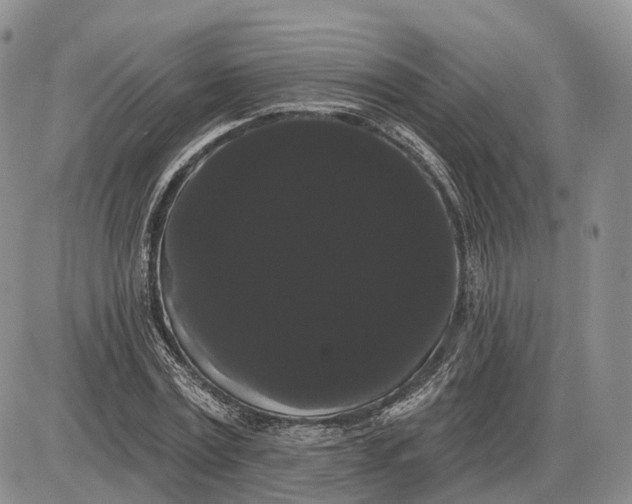 X0000085040779200703191232