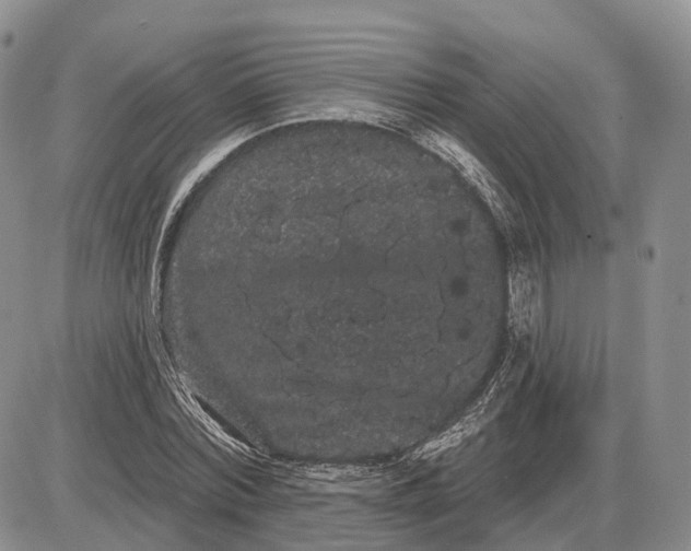 X0000085040780200703191232