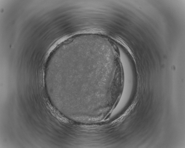 X0000085040781200703191232