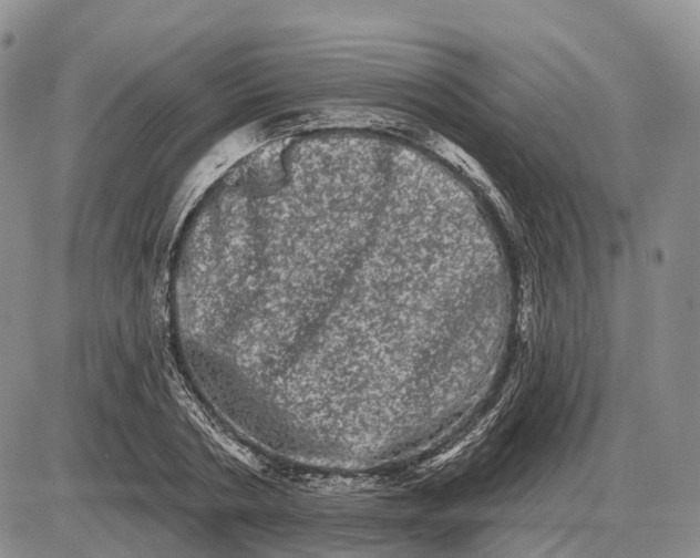 X0000085040786200703191232