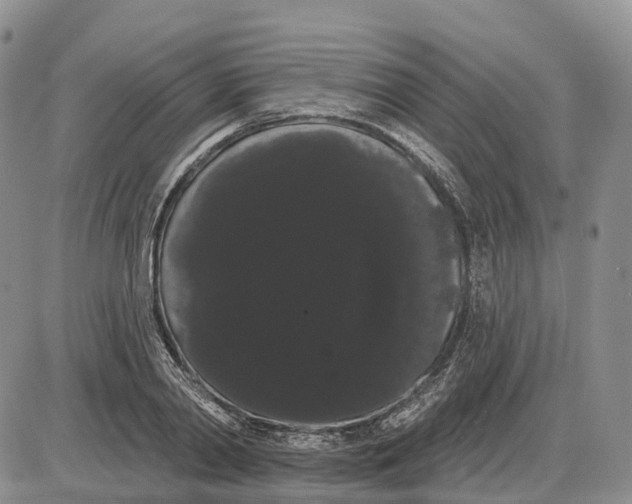 X0000085040790200703191232