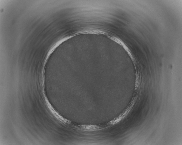 X0000085040795200703191232