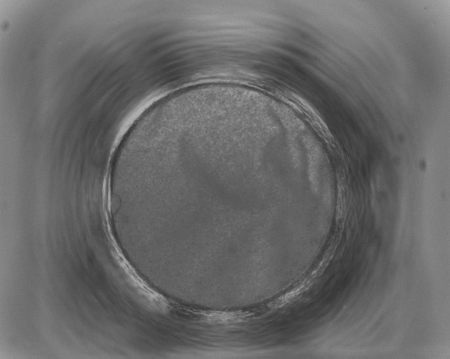 X0000085040796200703191232