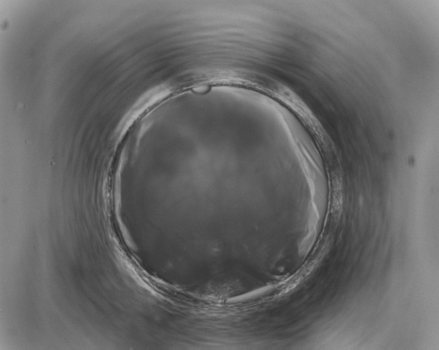 X0000085040806200703191231