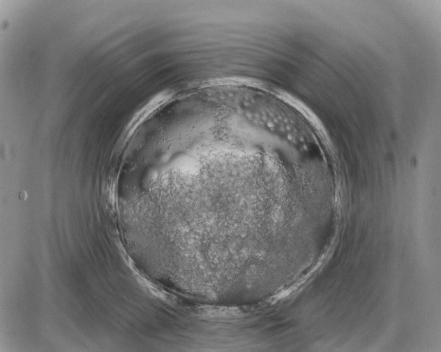 X0000085040809200703191231