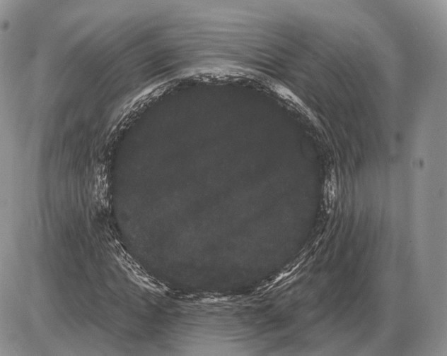 X0000085040822200703191231