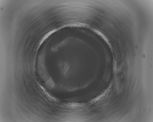 X0000085040829200703191231