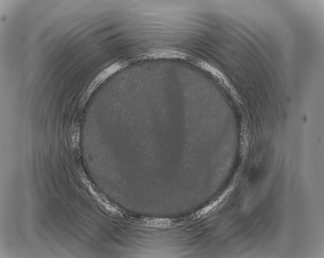 X0000085040833200703191231