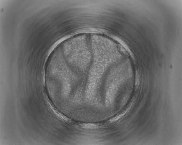 X0000085040837200703191231