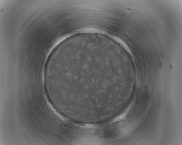 X0000085040839200703191231