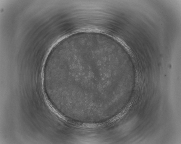 X0000085040840200703191231