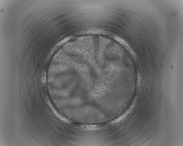 X0000085040841200703191231