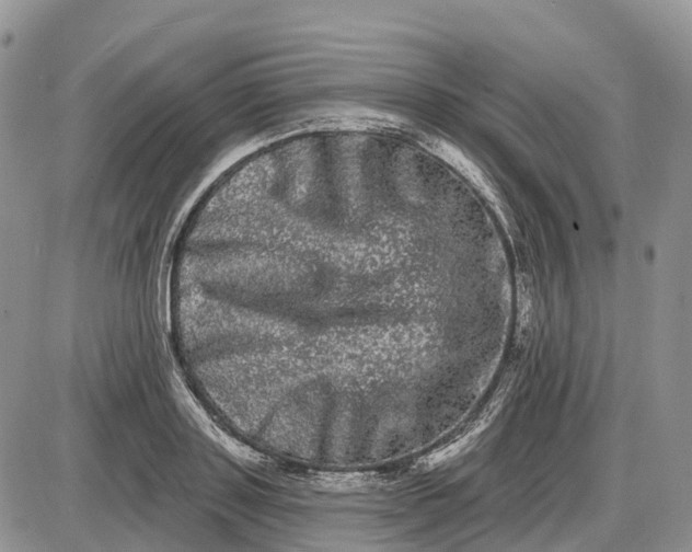 X0000085040843200703191231