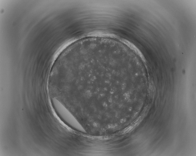 X0000085040855200703191231