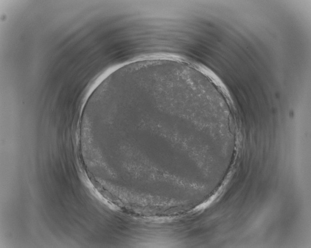 X0000085040860200703191231