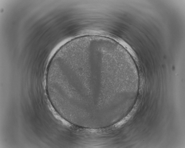 X0000085040904200703191230