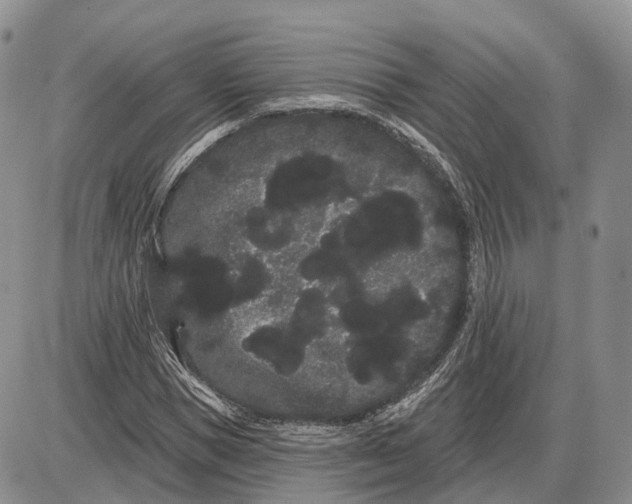 X0000085040921200703191229