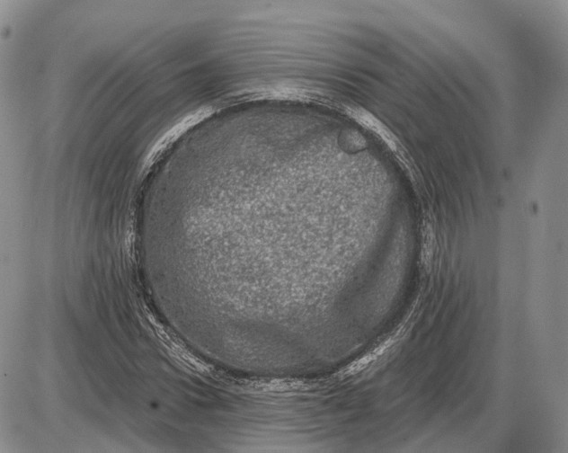 X0000085040922200703191229