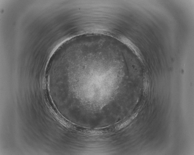 X0000085040924200703191229