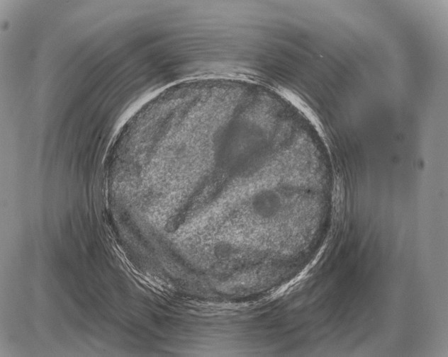 X0000085040925200703191229