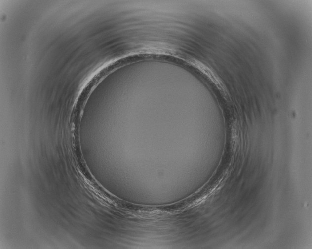 X0000085040926200703191229