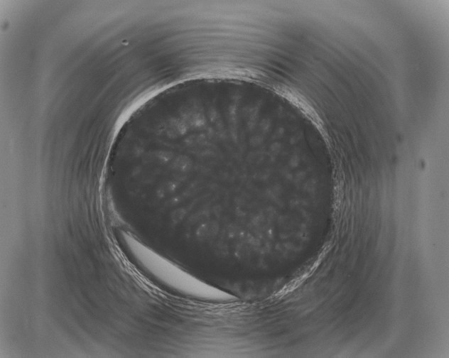 X0000085040928200703191229