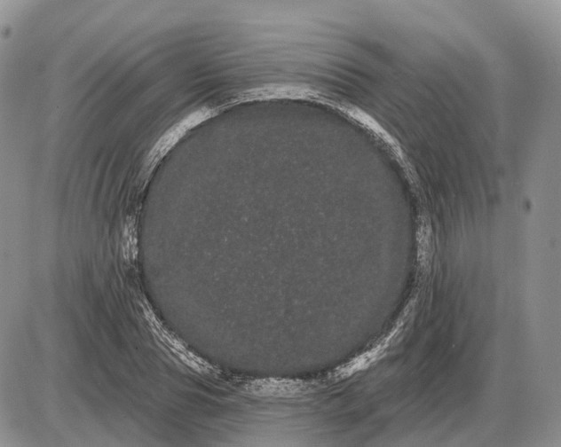 X0000085040929200703191229