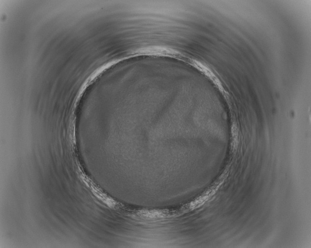 X0000085040931200703191229