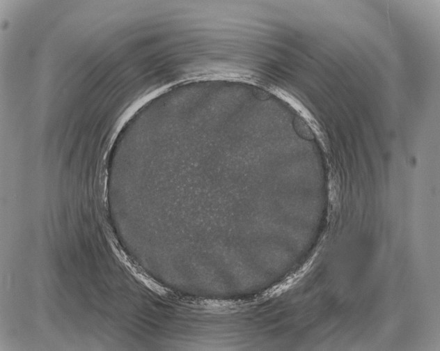 X0000085040933200703191229