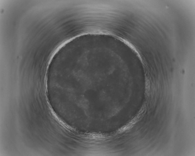 X0000085040935200703191229