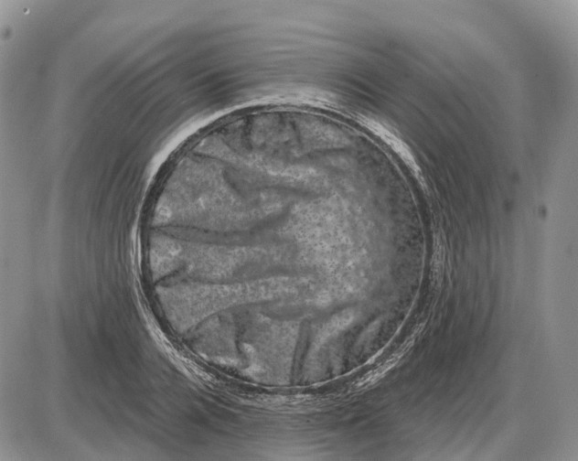 X0000085040936200703191229