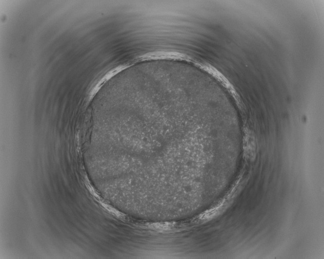 X0000085040937200703191229