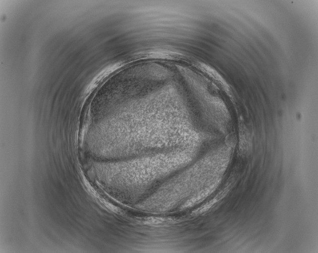 X0000085040938200703191229